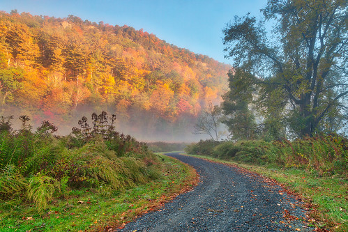 A woodland trail through autumn trees in morning mist.