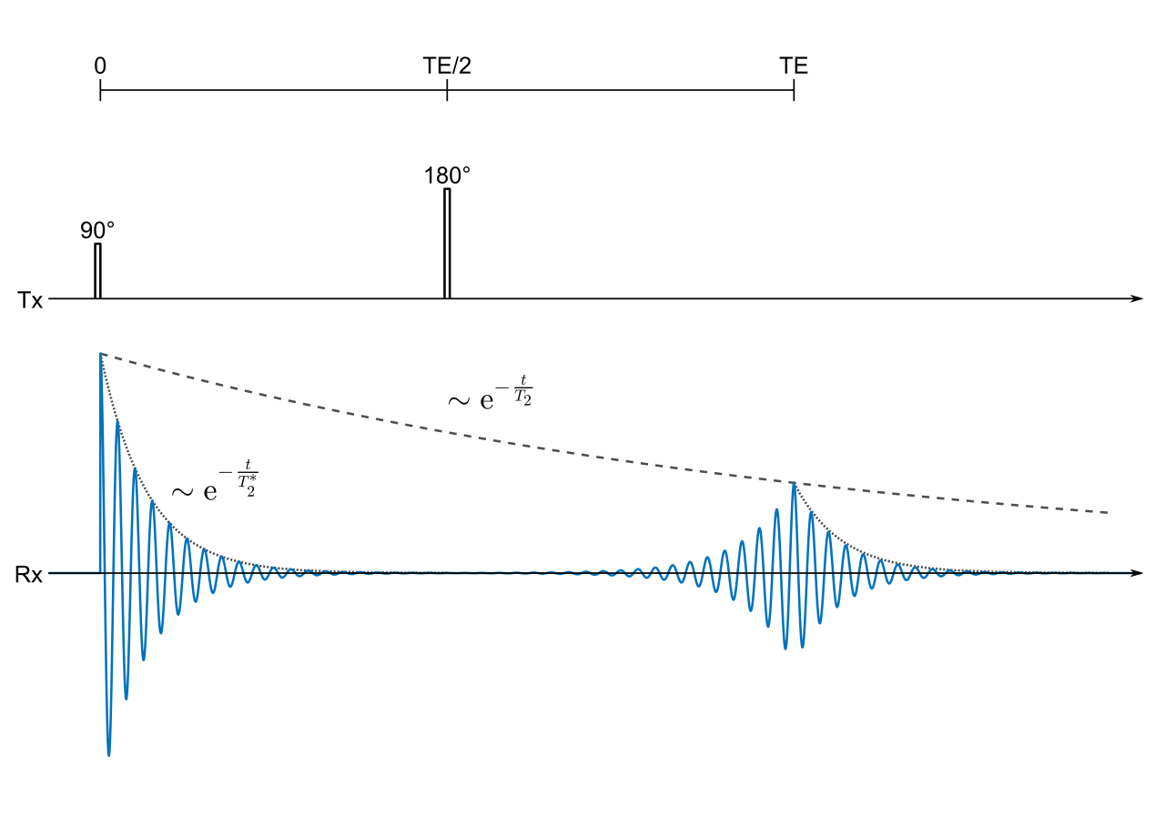Spin echo timing diagram showing a 90 degree excitation pulse, a 180 degree refocusing pulse, and a returning echo at TE.